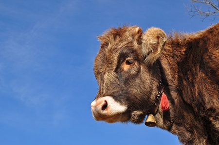 A head of the calf with a hand bell close up against the dark blue sky の写真素材