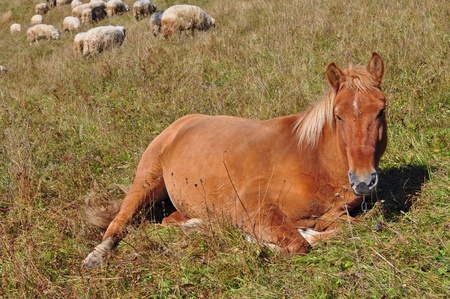The horse has a rest on a hillside in an autumn landscape with sheep on a background. の写真素材