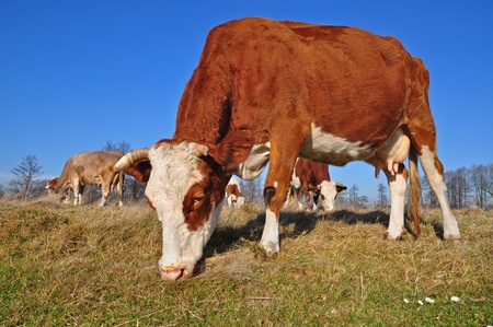 . A cow on an autumn pasture in a rural landscape under the dark blue skyの写真素材