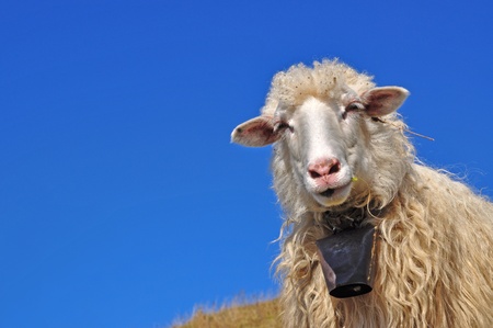 Sheep on a hillsideの写真素材