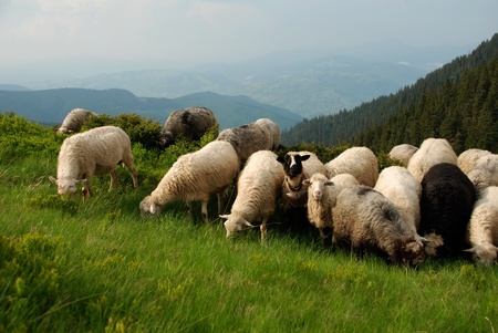 . Group of sheep on a hillside in a summer landscape.の写真素材