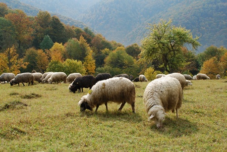An autumn landscape with sheeps on a hillside against mountainの写真素材