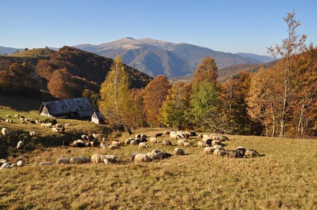 Sheep on a hillside in an autumn landscape under the dark blue skyの写真素材