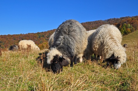 Sheep on a hillside in an autumn landscape under the dark blue sky. の写真素材