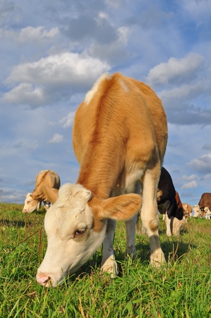 The calf on a summer pasture in a rural landscape under cloudsの写真素材
