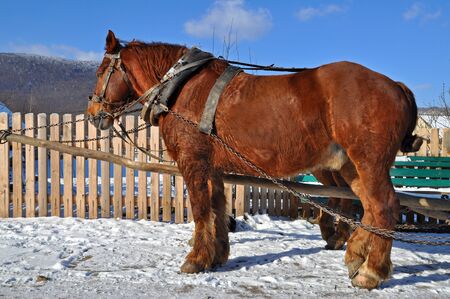 Horses in a teamの写真素材