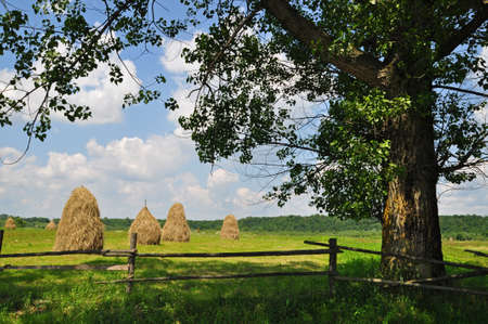 Hay in stacksの写真素材