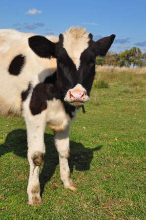 The calf on a summer pasture
