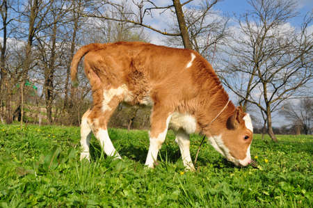 The calf on a summer pastureの写真素材
