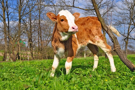 The calf on a summer pastureの写真素材
