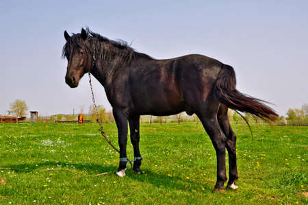 Horse on a summer pastureの写真素材