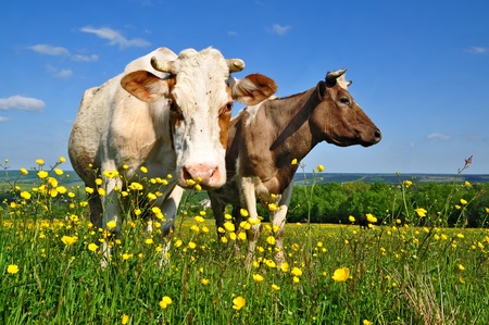 Cows on a summer pastureの写真素材