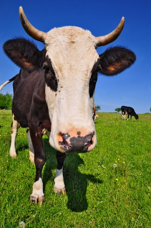 Cow on a summer pastureの写真素材