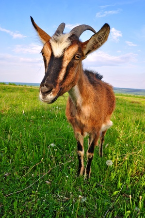 Goat on a summer pastureの写真素材