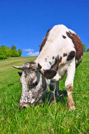 Cow on a summer pastureの写真素材