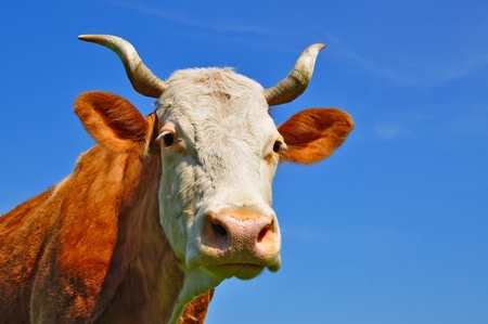 Head of a cowの写真素材