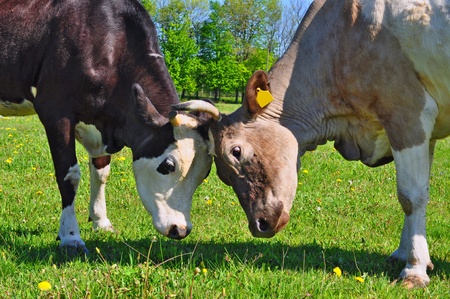 Cows on a summer pastureの写真素材