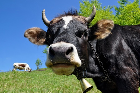 Head of a cowの写真素材
