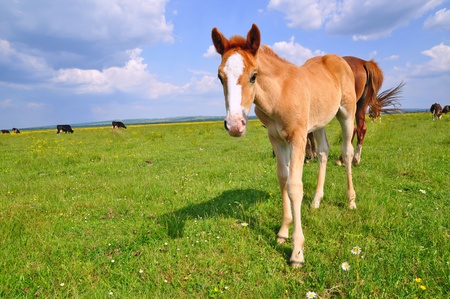 Foal on a summer pastureの写真素材