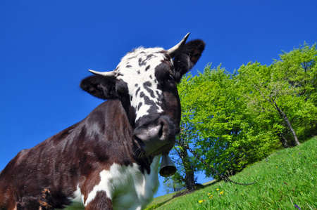 Head of a cowの写真素材