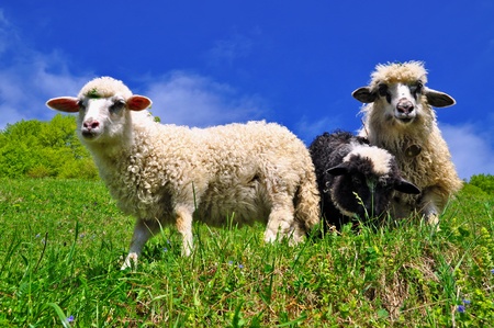 Sheep in a rural landscapeの写真素材