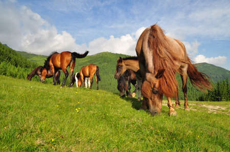 Horses on a summer mountain pastureの写真素材
