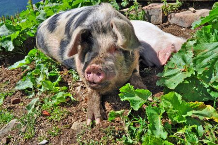 Pig in burdocksの写真素材