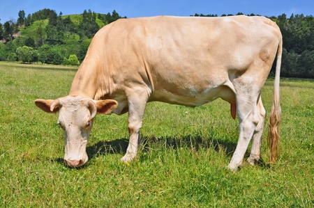 Cow on a summer pastureの写真素材