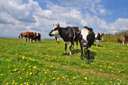 Cow on a summer pastureの写真素材