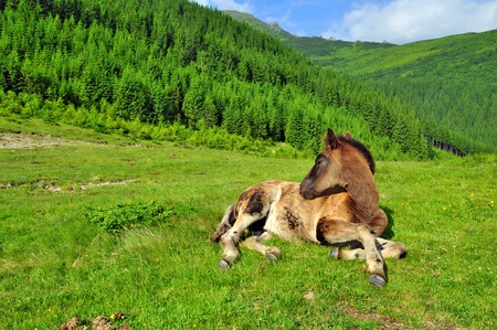 Foal on a mountain summer pastureの写真素材
