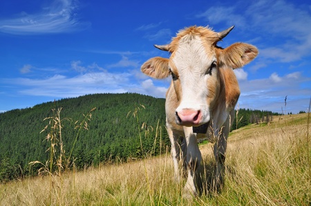 Cows on a summer mountain pasture