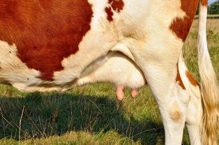 Udder of a young cowの写真素材