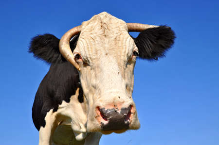 Head of a cowの写真素材