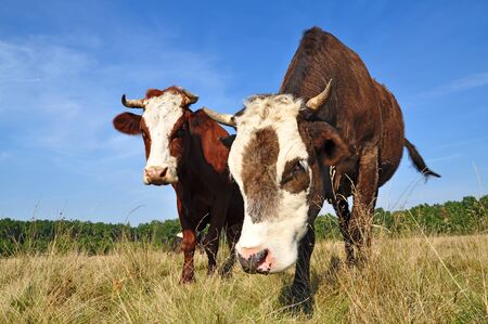 Cows on a summer pasture