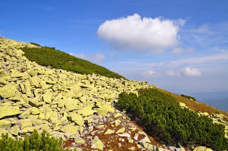 Autumn stone hillside with the Alpine pine under clouds