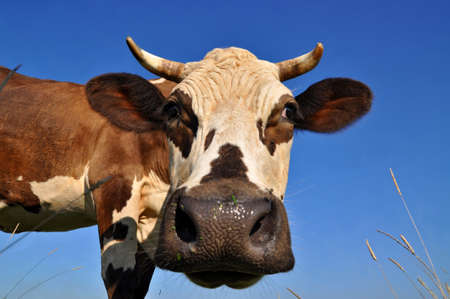 Cow on a summer pastureの写真素材