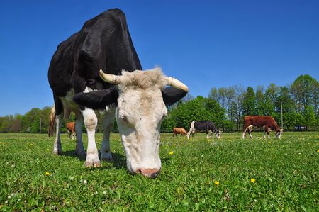 Cow on a summer pastureの写真素材