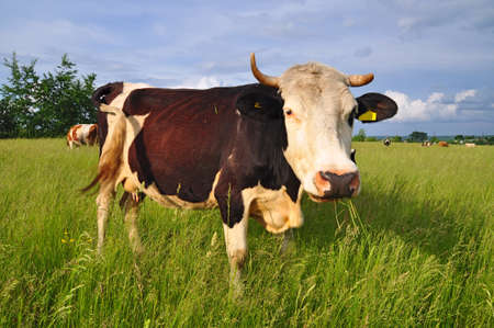 Cow on a summer pastureの写真素材