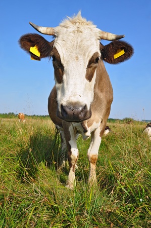 Cow on a summer pastureの写真素材