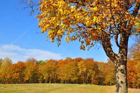 Autumn in wood