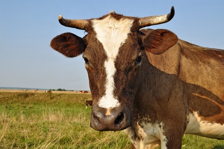 Cow on a summer pastureの写真素材