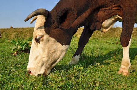 Cow on a summer pastureの写真素材