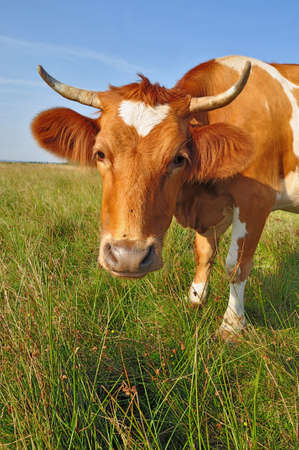 Cow on a summer pastureの写真素材