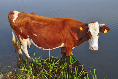 Cow on a watering placeの写真素材