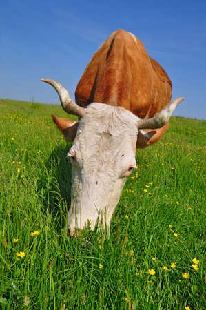 Cow on a summer pastureの写真素材