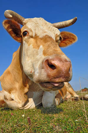 Cow on a summer pastureの写真素材