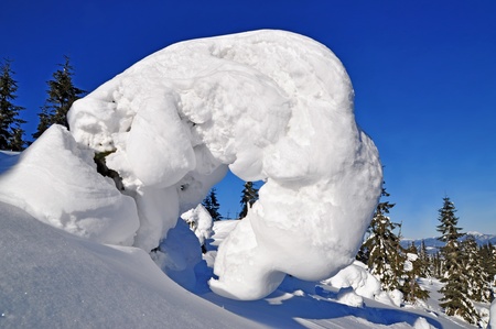Fir under snow on a hillsideの写真素材