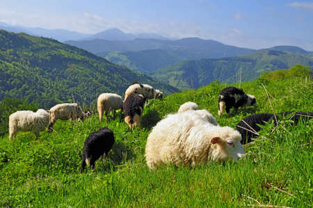 Sheep in mountains. の写真素材