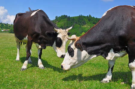 Cows on a summer pastureの写真素材