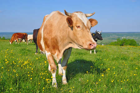 Cow on a summer pastureの写真素材